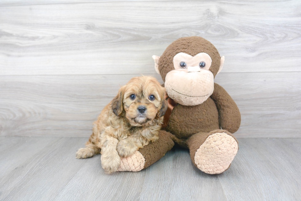 Happy Cavapoo Baby