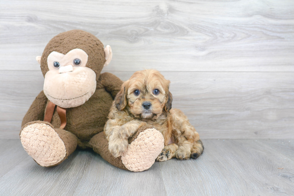 Friendly Cavapoo Baby