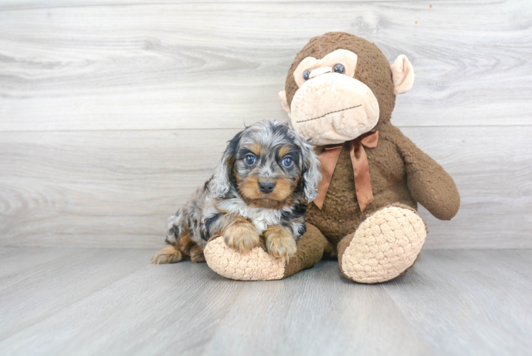 Fluffy Cavapoo Poodle Mix Pup