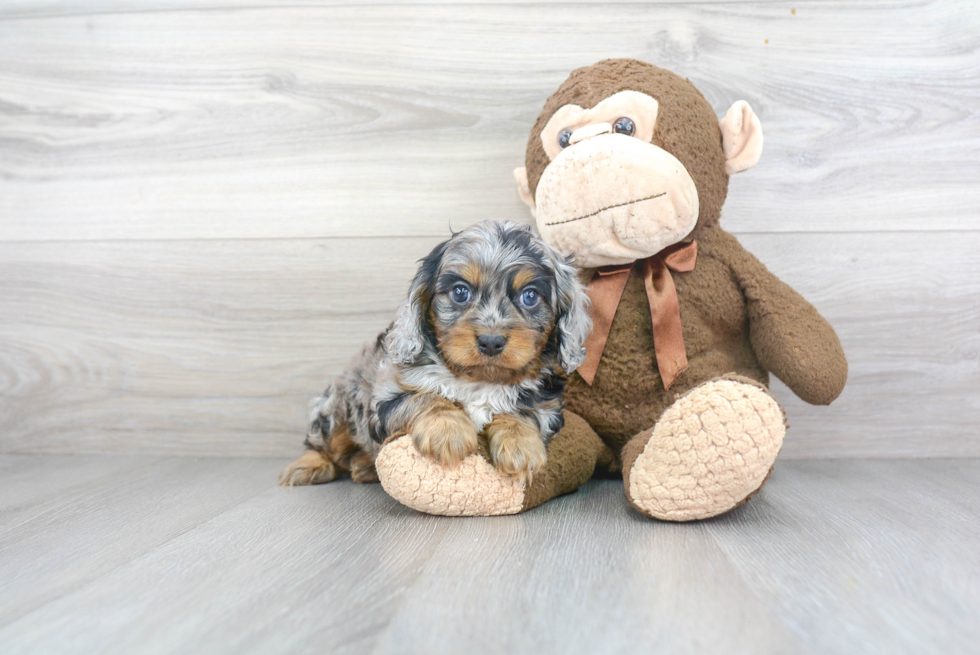 Fluffy Cavapoo Poodle Mix Pup