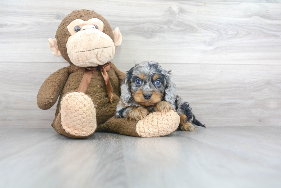 Energetic Cavoodle Poodle Mix Puppy