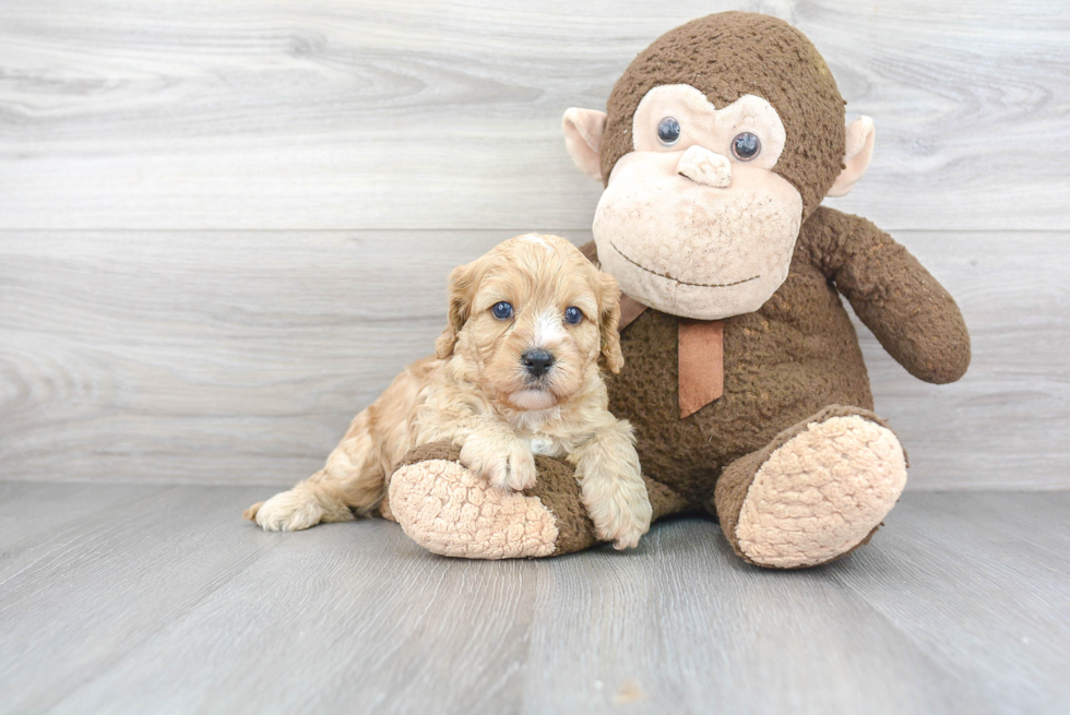 Cavapoo Pup Being Cute