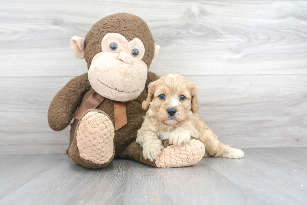 Best Cavapoo Baby