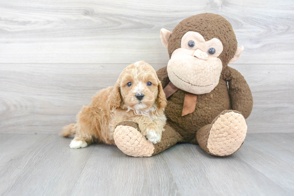 Little Cavoodle Poodle Mix Puppy