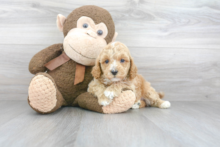 Happy Cavapoo Baby