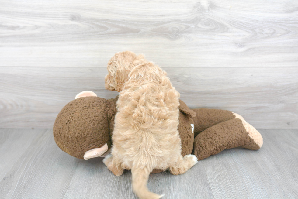 Little Cavoodle Poodle Mix Puppy