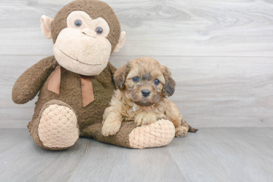 Cavapoo Puppy for Adoption