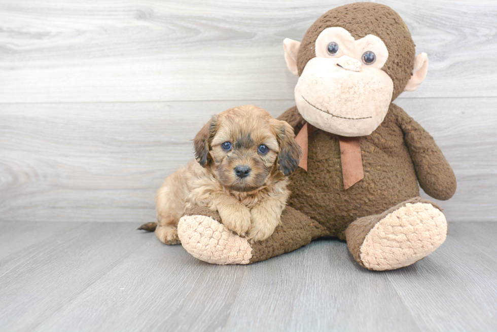 Happy Cavapoo Baby