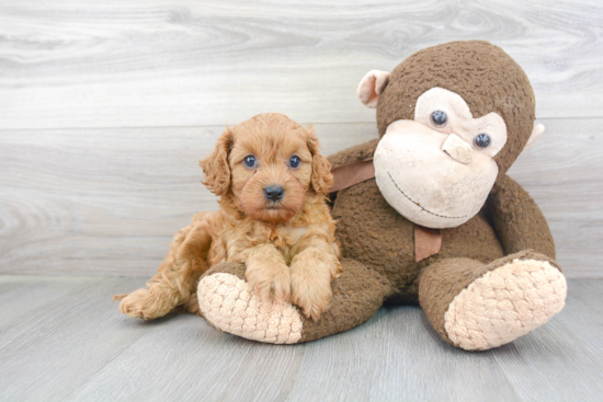 Playful Cavoodle Poodle Mix Puppy