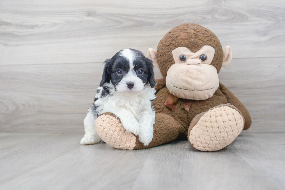 Smart Cavapoo Poodle Mix Pup