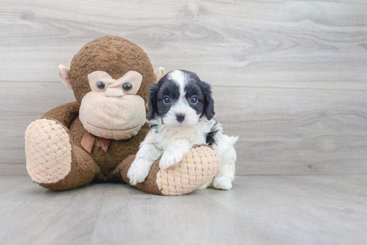 Best Cavapoo Baby