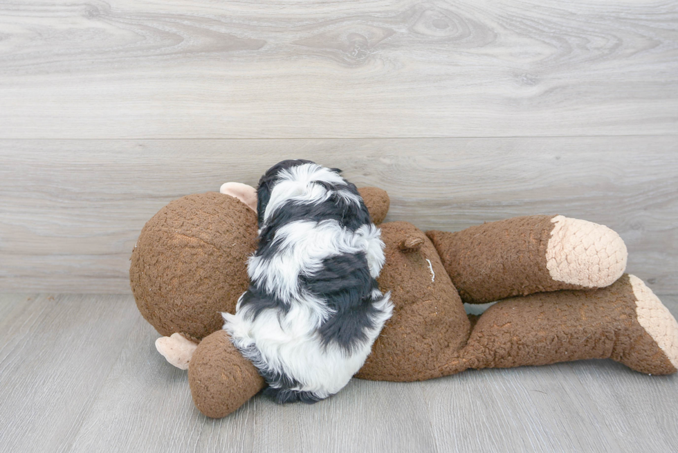 Adorable Cavoodle Poodle Mix Puppy