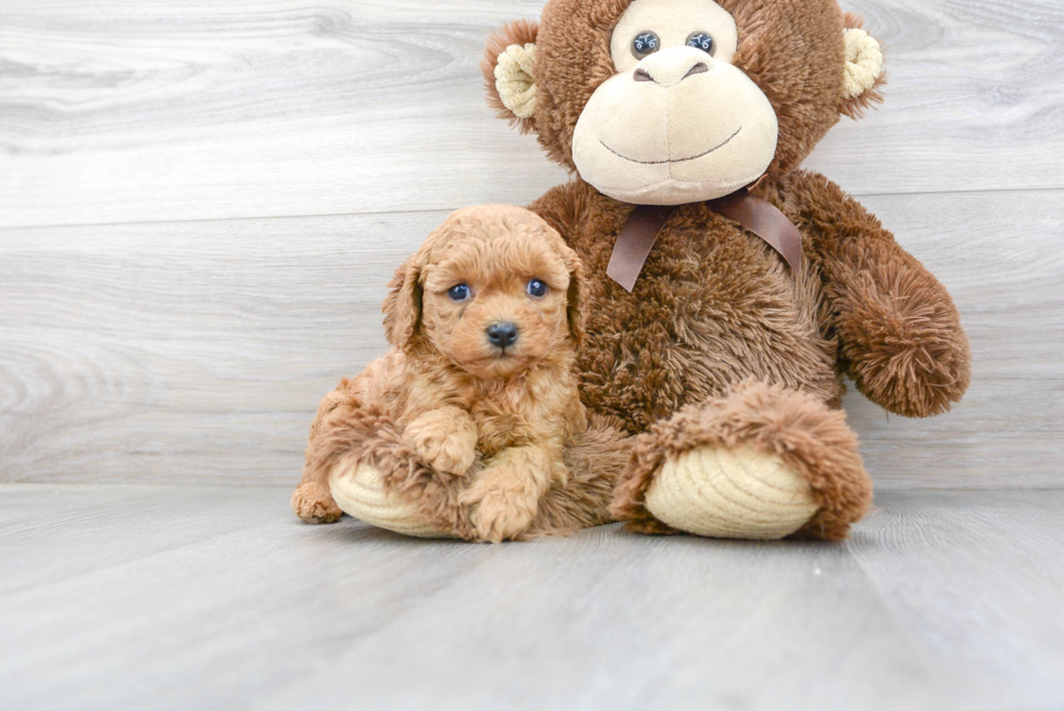 Cavapoo Puppy for Adoption