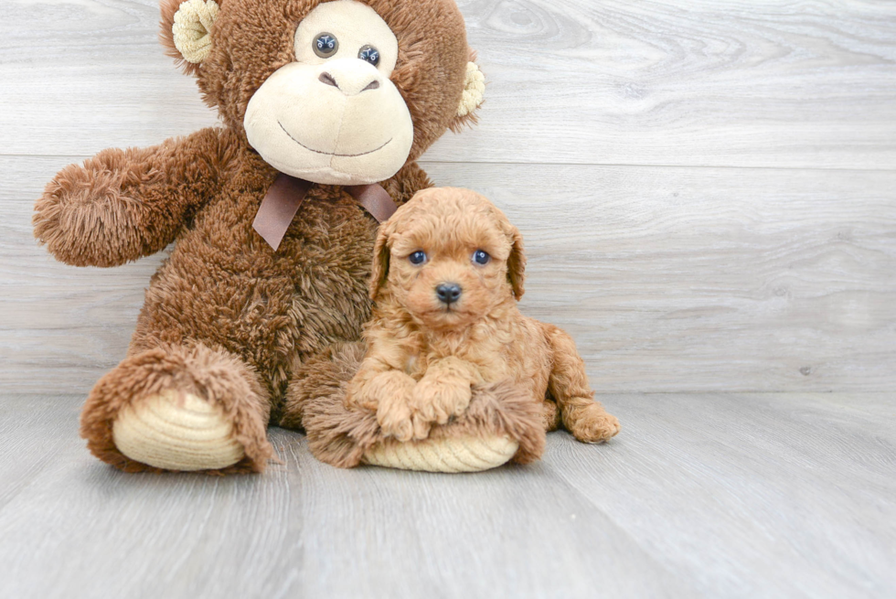 Popular Cavapoo Poodle Mix Pup