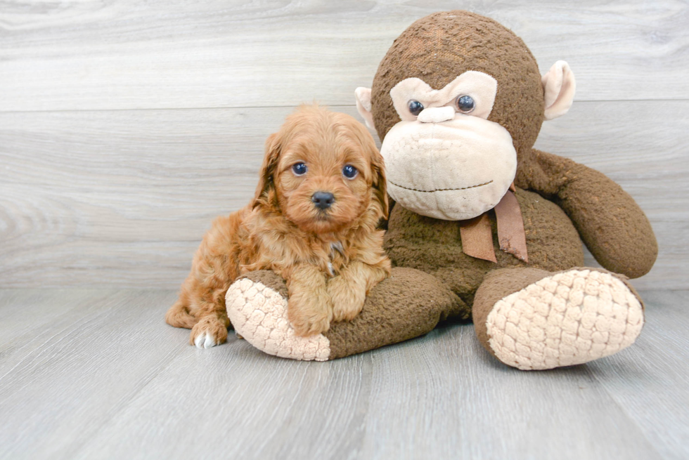 Best Cavapoo Baby