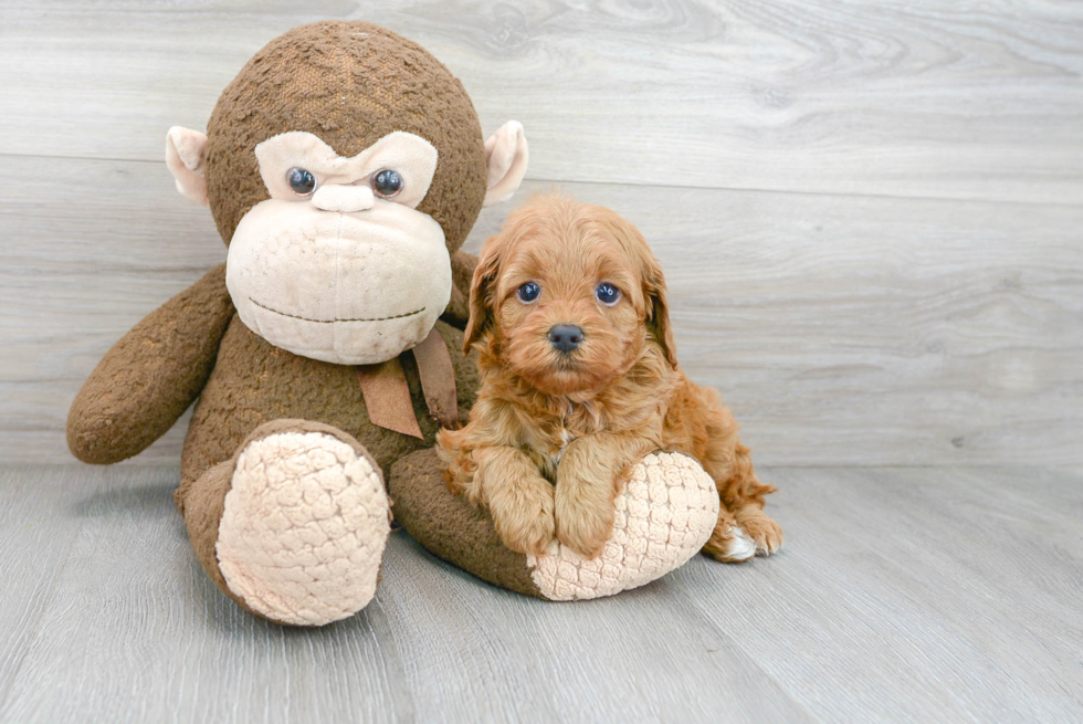 Cavapoo Puppy for Adoption