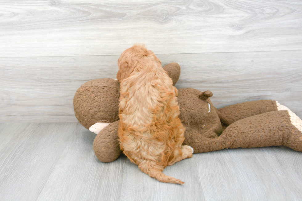 Playful Cavoodle Poodle Mix Puppy