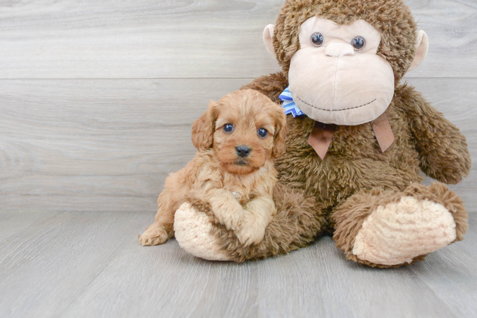 Cavapoo Puppy for Adoption