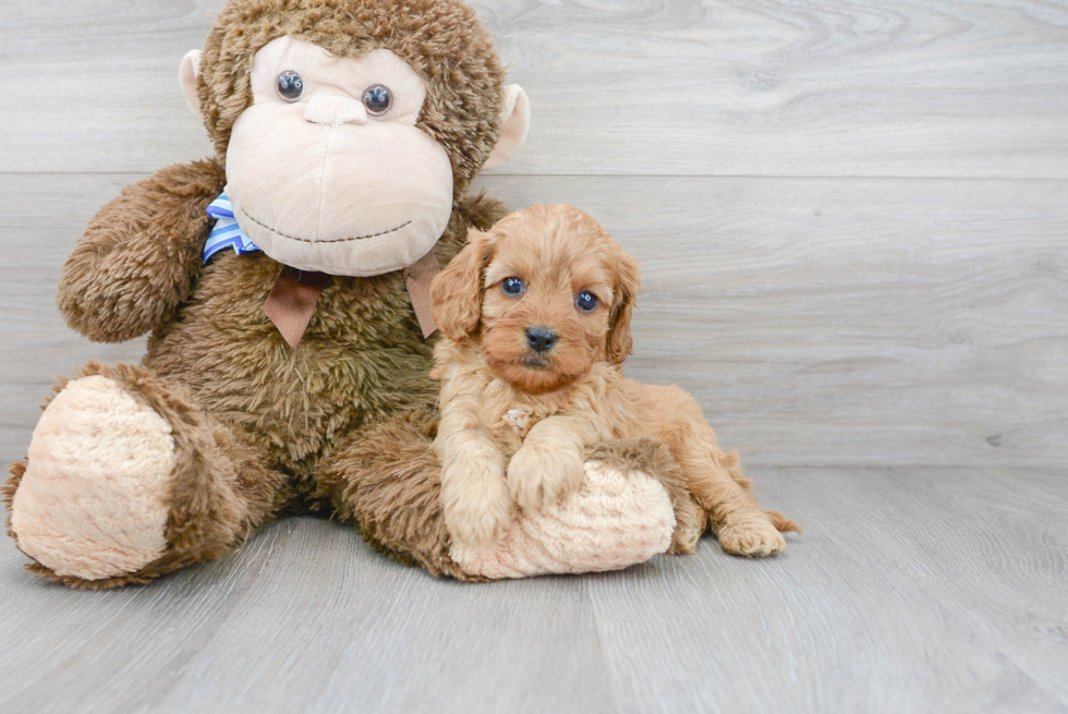 Cavapoo Puppy for Adoption