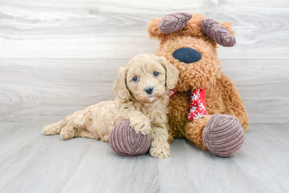 Best Cavapoo Baby