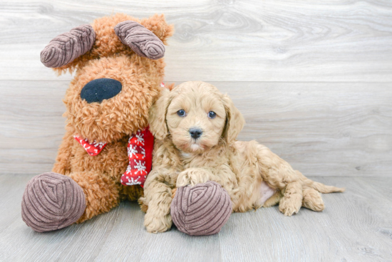 Friendly Cavapoo Baby