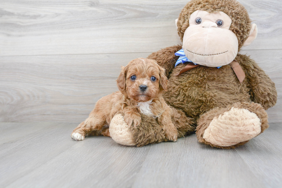 Popular Cavapoo Poodle Mix Pup