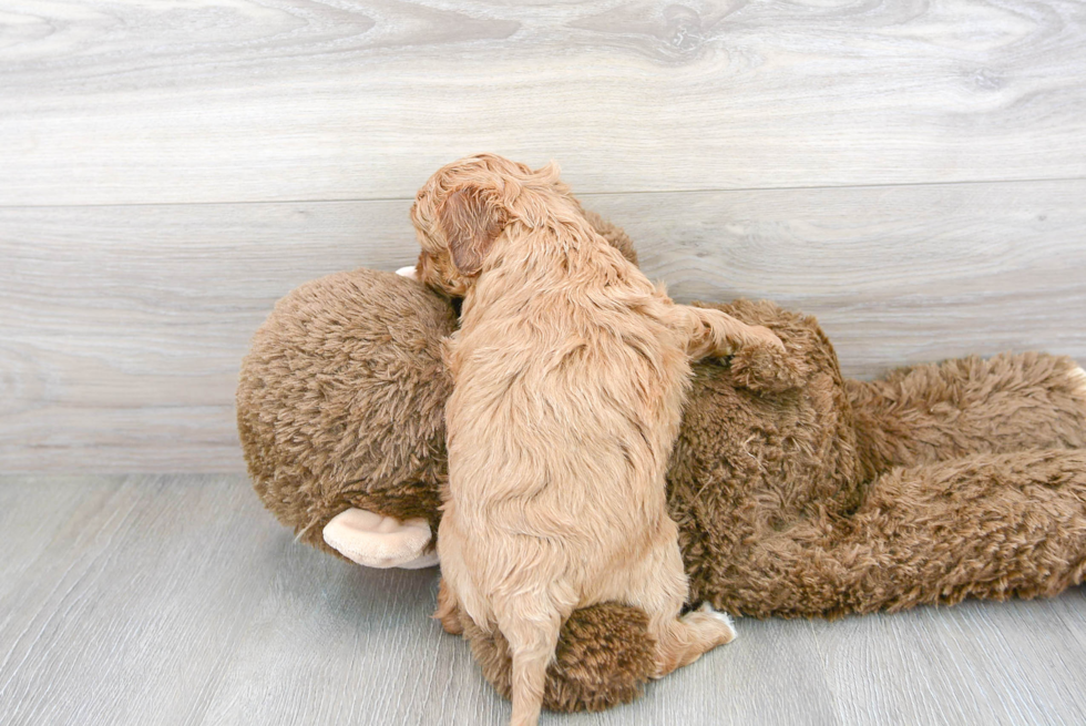 Best Cavapoo Baby