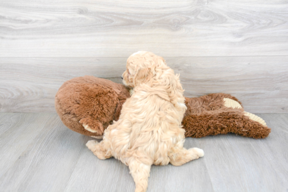 Playful Cavoodle Poodle Mix Puppy