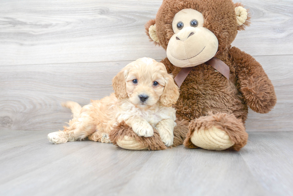 Cavapoo Pup Being Cute