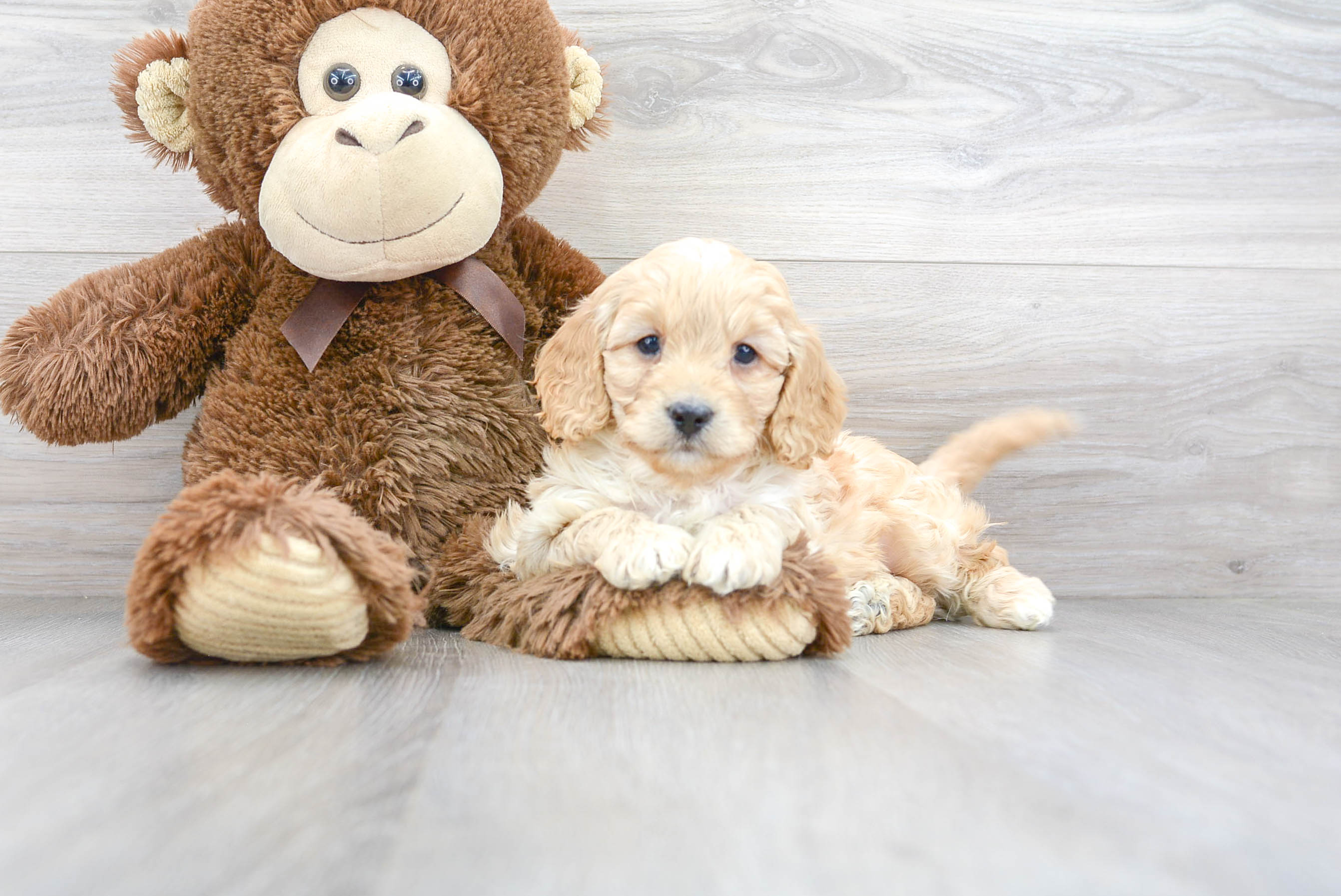Cavapoo Pup Being Cute