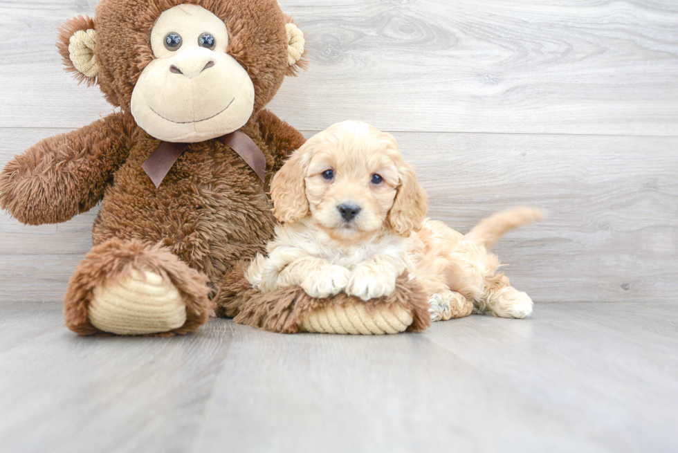 Cavapoo Pup Being Cute