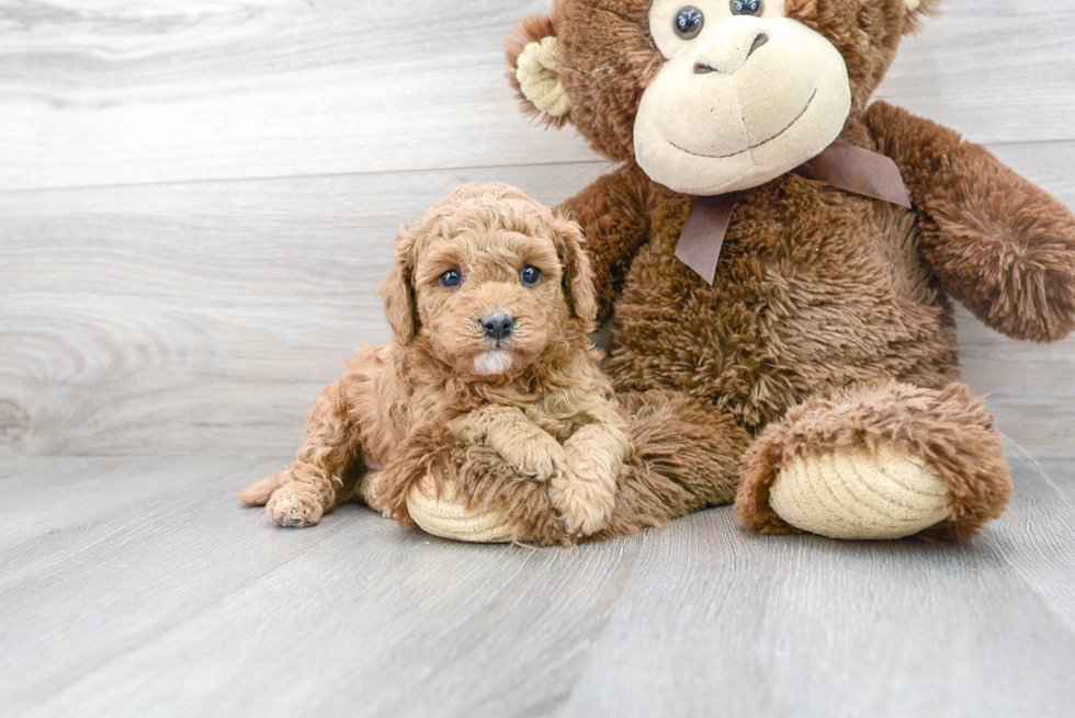 Cavapoo Puppy for Adoption