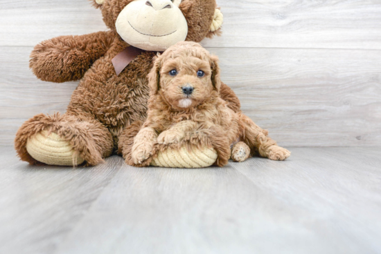 Best Cavapoo Baby