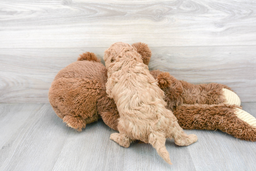 Cavapoo Pup Being Cute