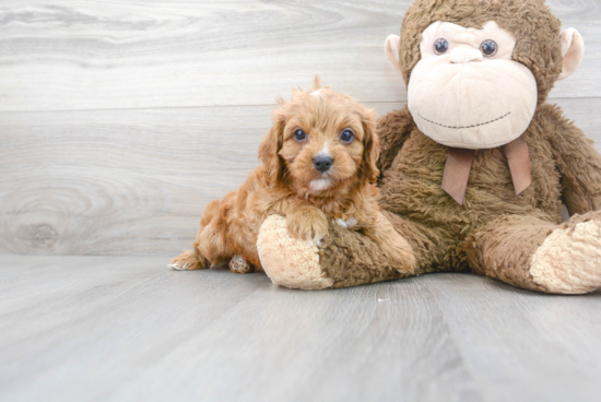 Smart Cavapoo Poodle Mix Pup