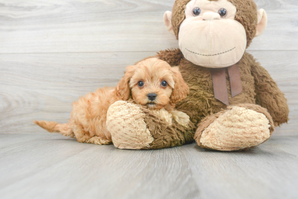 Small Cavapoo Baby