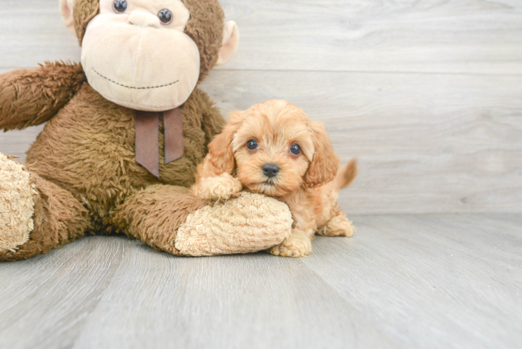 Cavapoo Pup Being Cute