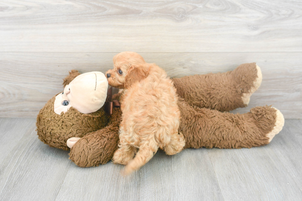 Cavapoo Pup Being Cute