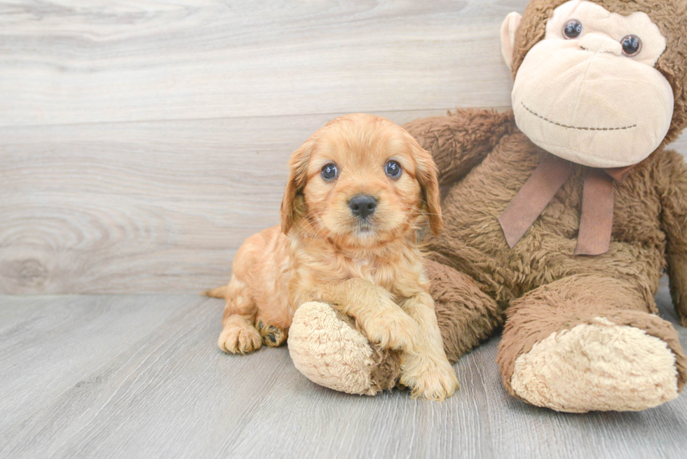 Friendly Cavapoo Baby