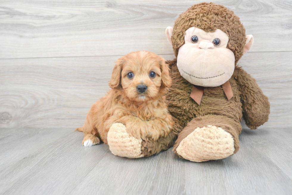 Little Cavoodle Poodle Mix Puppy