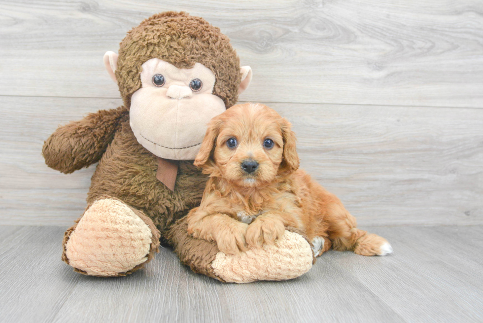 Small Cavapoo Baby