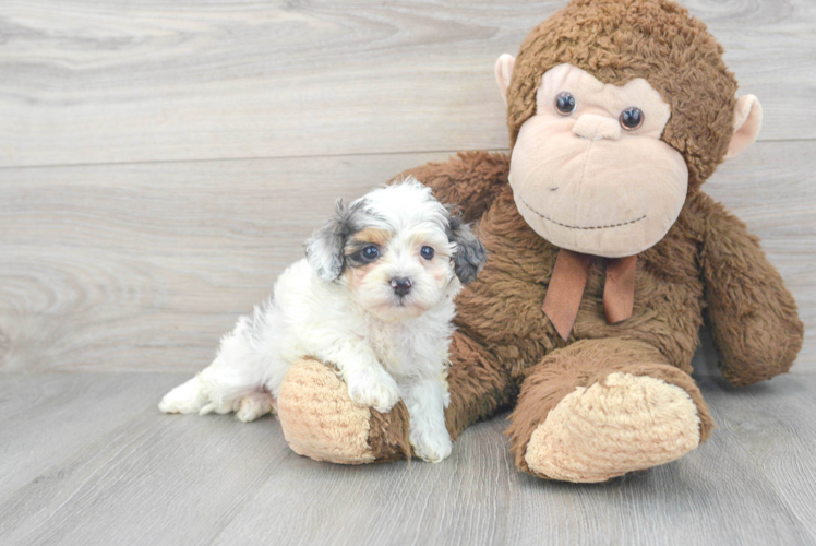 Smart Cavapoo Poodle Mix Pup