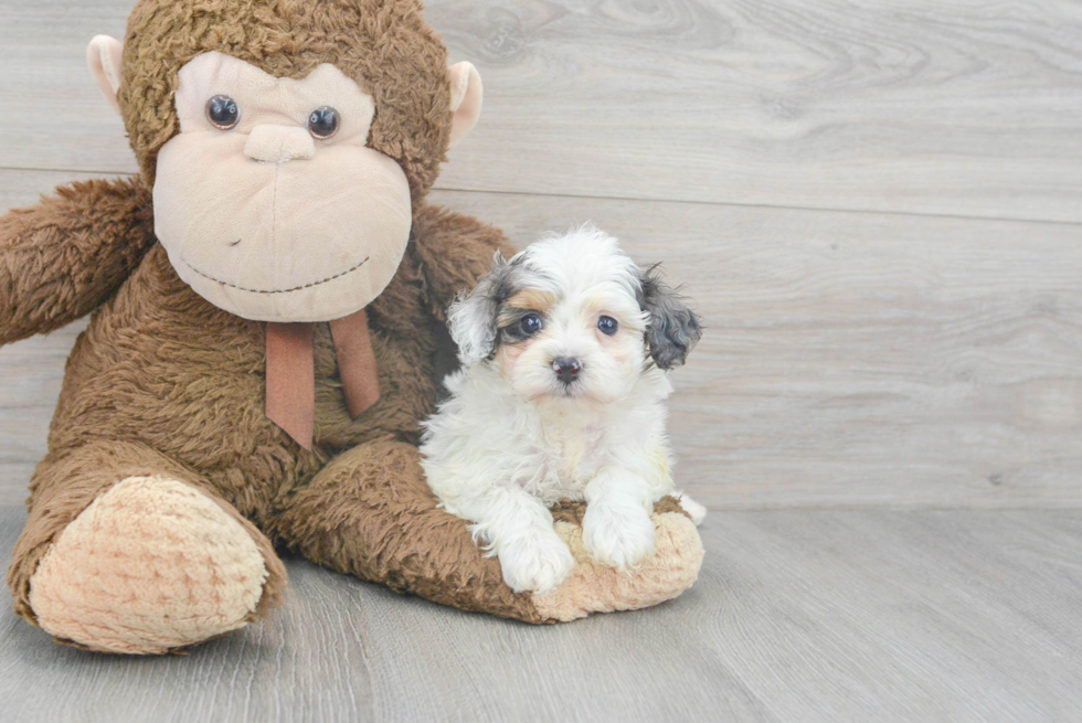 Cavapoo Pup Being Cute