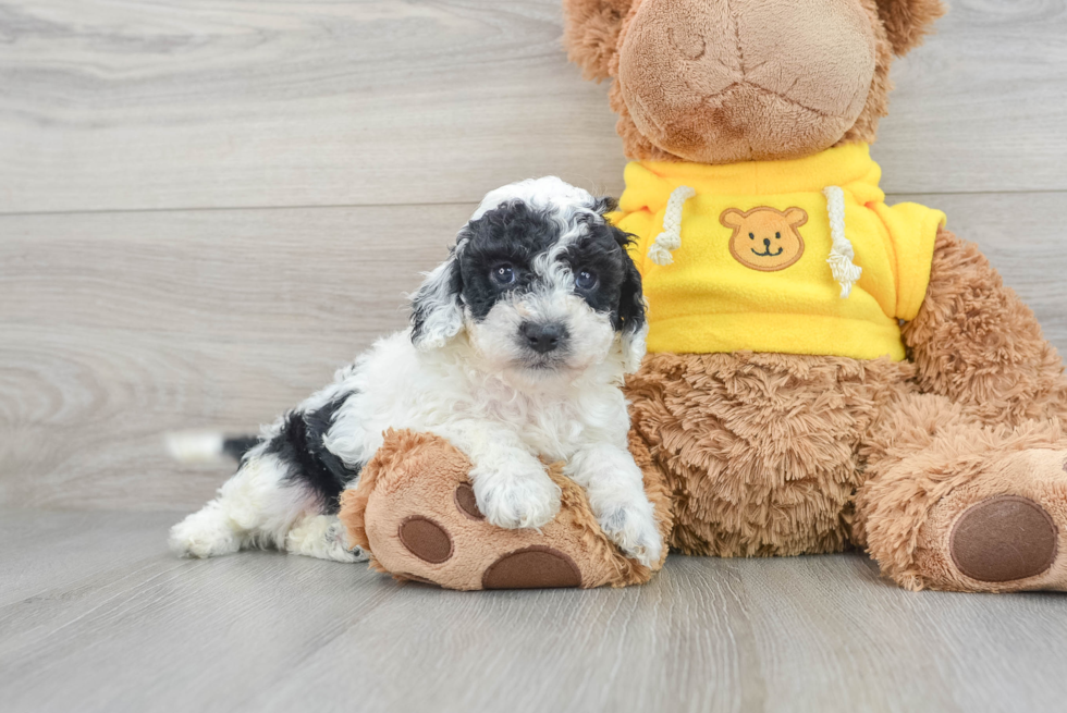 Cavapoo Pup Being Cute