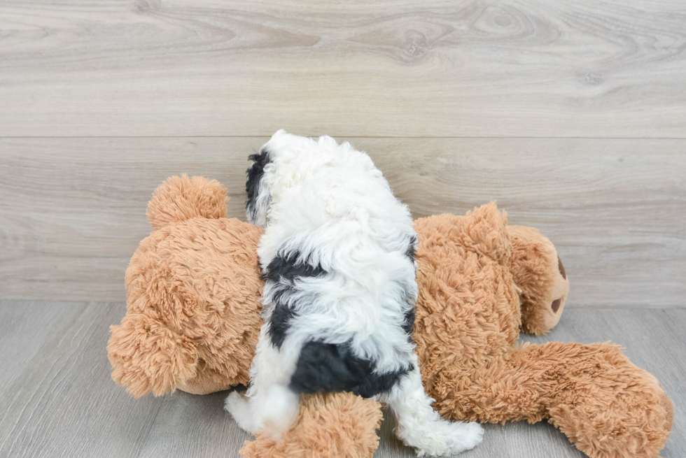 Funny Cavapoo Poodle Mix Pup