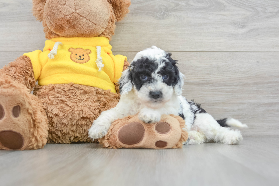 Funny Cavapoo Poodle Mix Pup