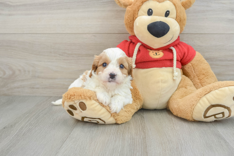 Hypoallergenic Cavadoodle Poodle Mix Puppy