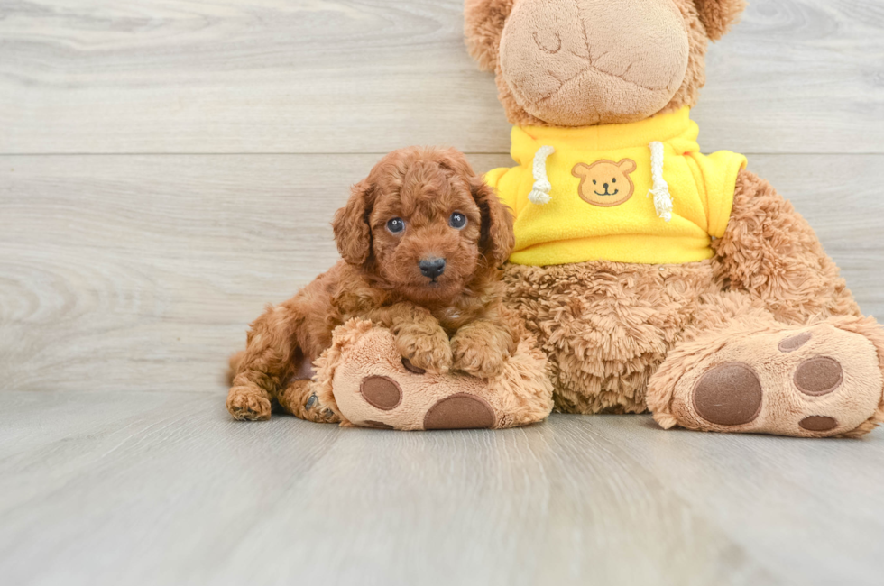 6 week old Cavapoo Puppy For Sale - Premier Pups