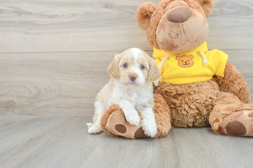 7 week old Cavapoo Puppy For Sale - Premier Pups