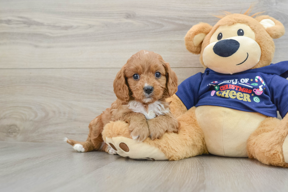 Cavapoo Pup Being Cute